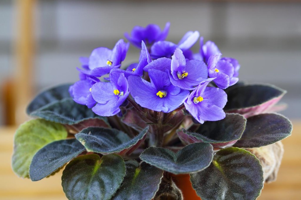 Violetas azuis
