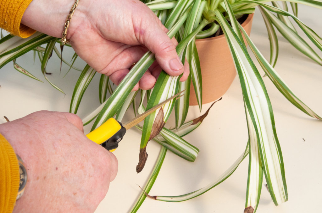 2-passo-a-passo-para-fertilizar-suas-plantas