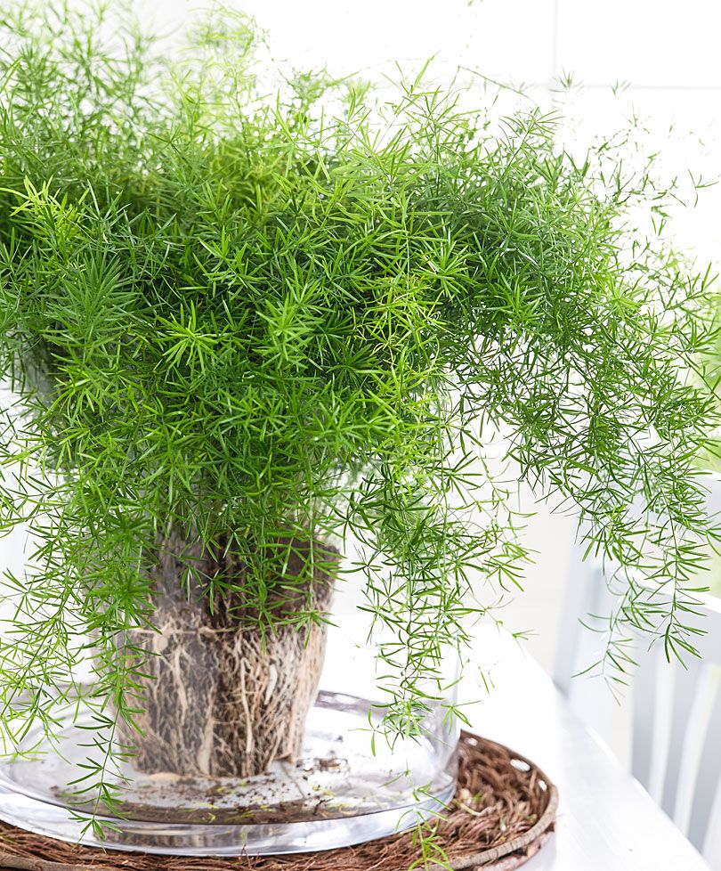 7 plantas que purificam o ar da sua casa