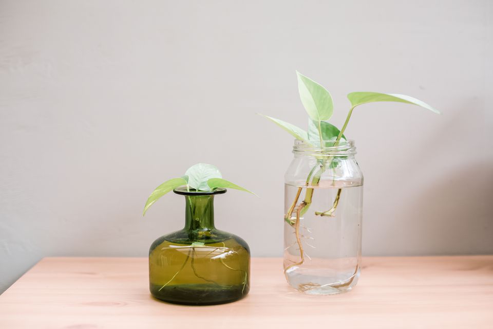 Plantas em vidros com água
