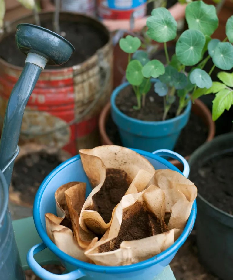 Como usar a borra de café na jardinagem