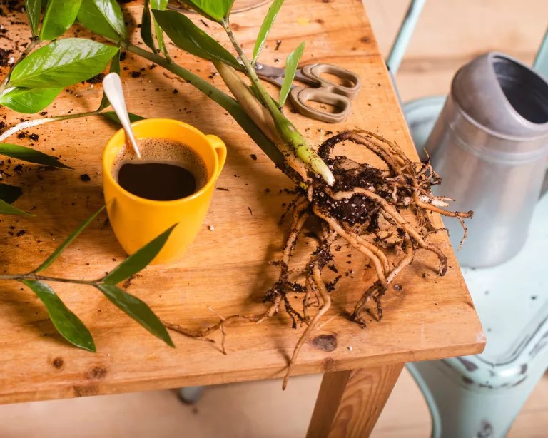 Aprenda a limpar suas plantas com café