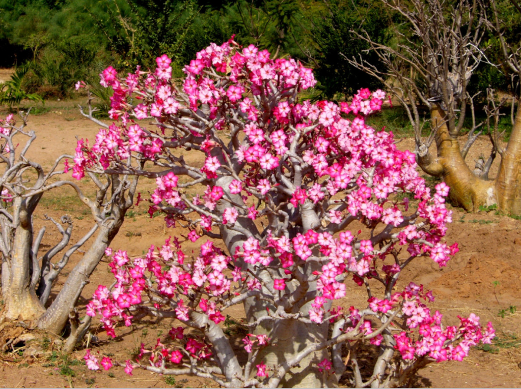 Como cultivar a rosa do deserto. Na foto, rosa do deserto grande em ambiente natural.