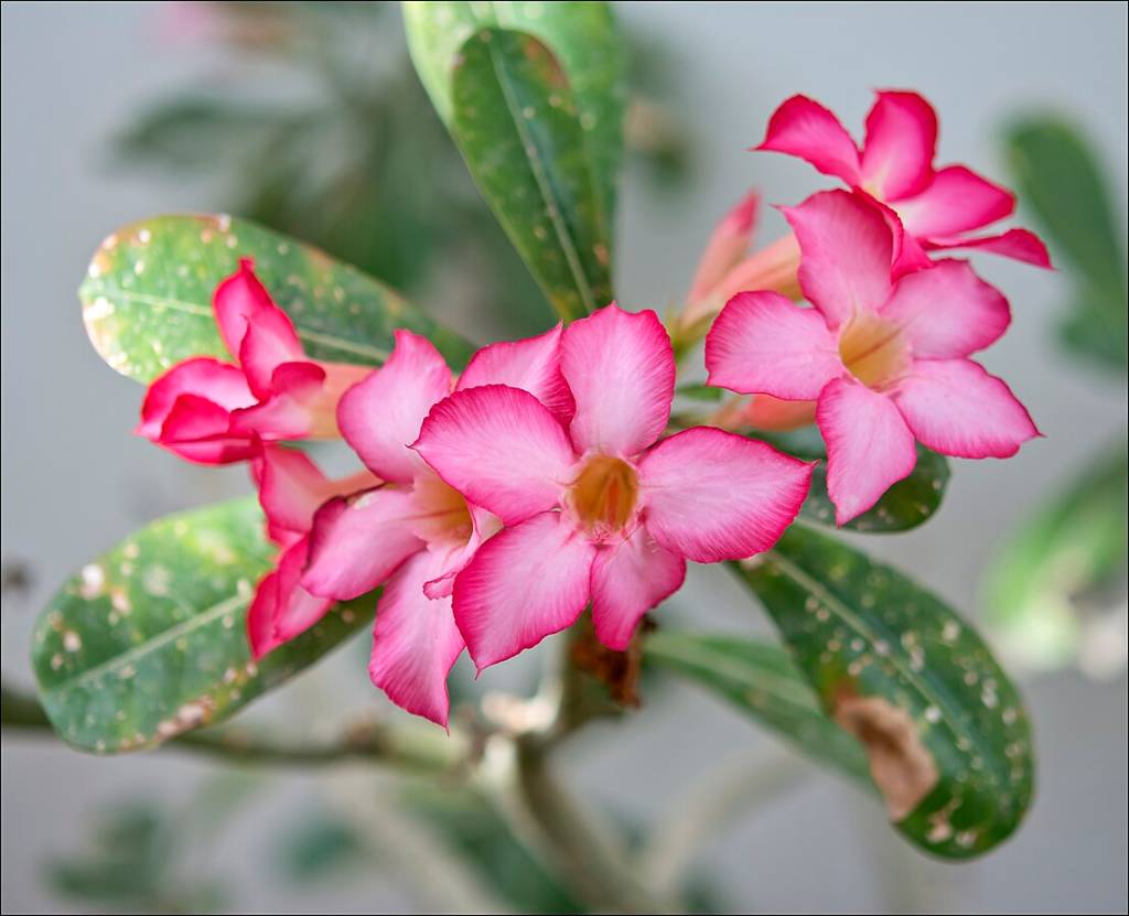 Como cultivar a rosa do deserto. Na foto, flor da rosa do deserto.