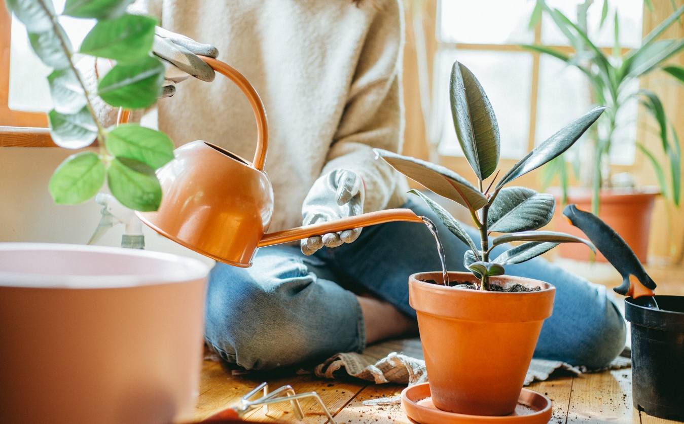 6 dicas para regar corretamente suas plantas