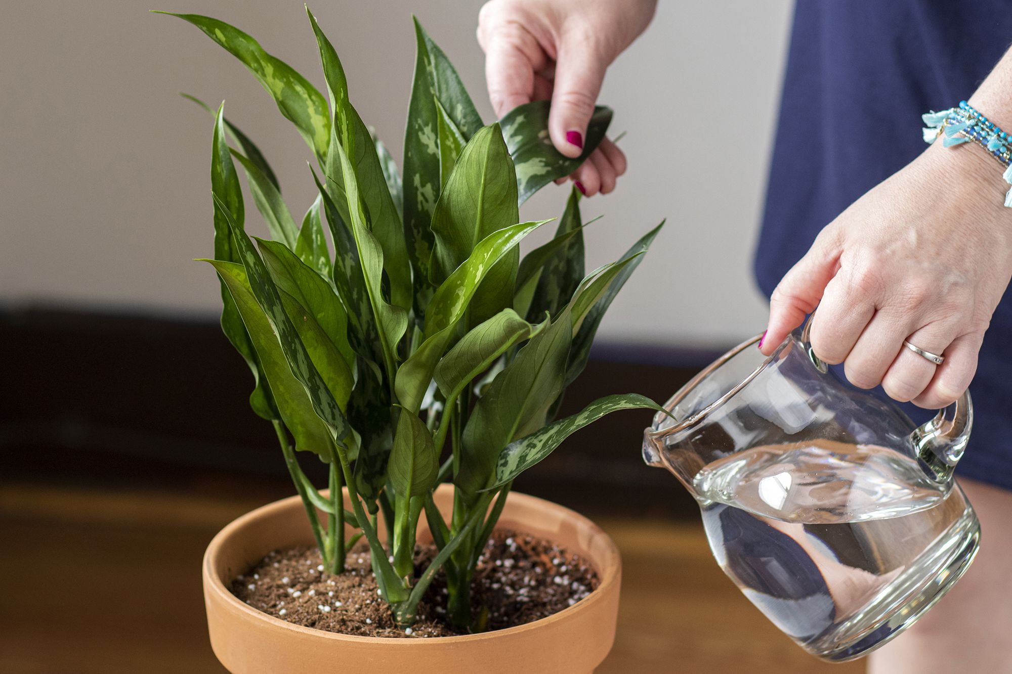 6 dicas para regar corretamente suas plantas