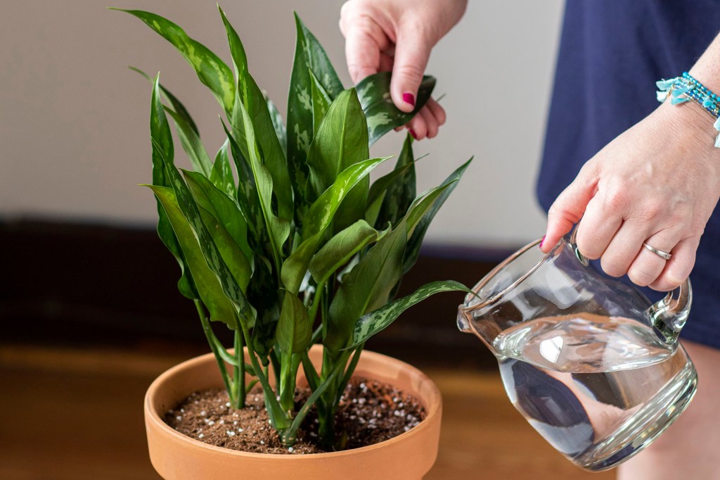 Vaso de barro com folhagem. Mão segurando pequena jarra de vidro para regar a planta