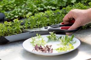 microverdes-como-cultivar-o-que-e-microjardim-gardeners-world-10
