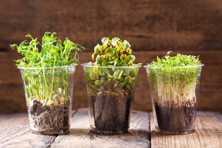 Microverdes: o que são e como você pode cultivar seu microjardim