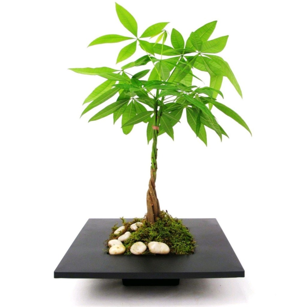 qual-planta-combina-com-a-sua-personalidade-casa.com-1-arvore-do-dinheiro-pachira-aquatica Pachira aquatica