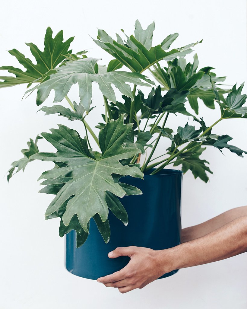 qual-planta-combina-com-a-sua-personalidade-casa.com-2-banana-de-macaco-guiambe Philodendron bipinnatifidum