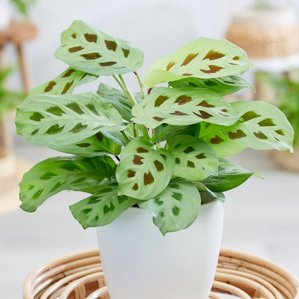 qual-planta-combina-com-a-sua-personalidade-casa.com-3-planta-de-oracao Maranta leuconeura