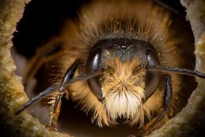 salvem-as-abelhinhas-serie-de-fotos-casa.com-1