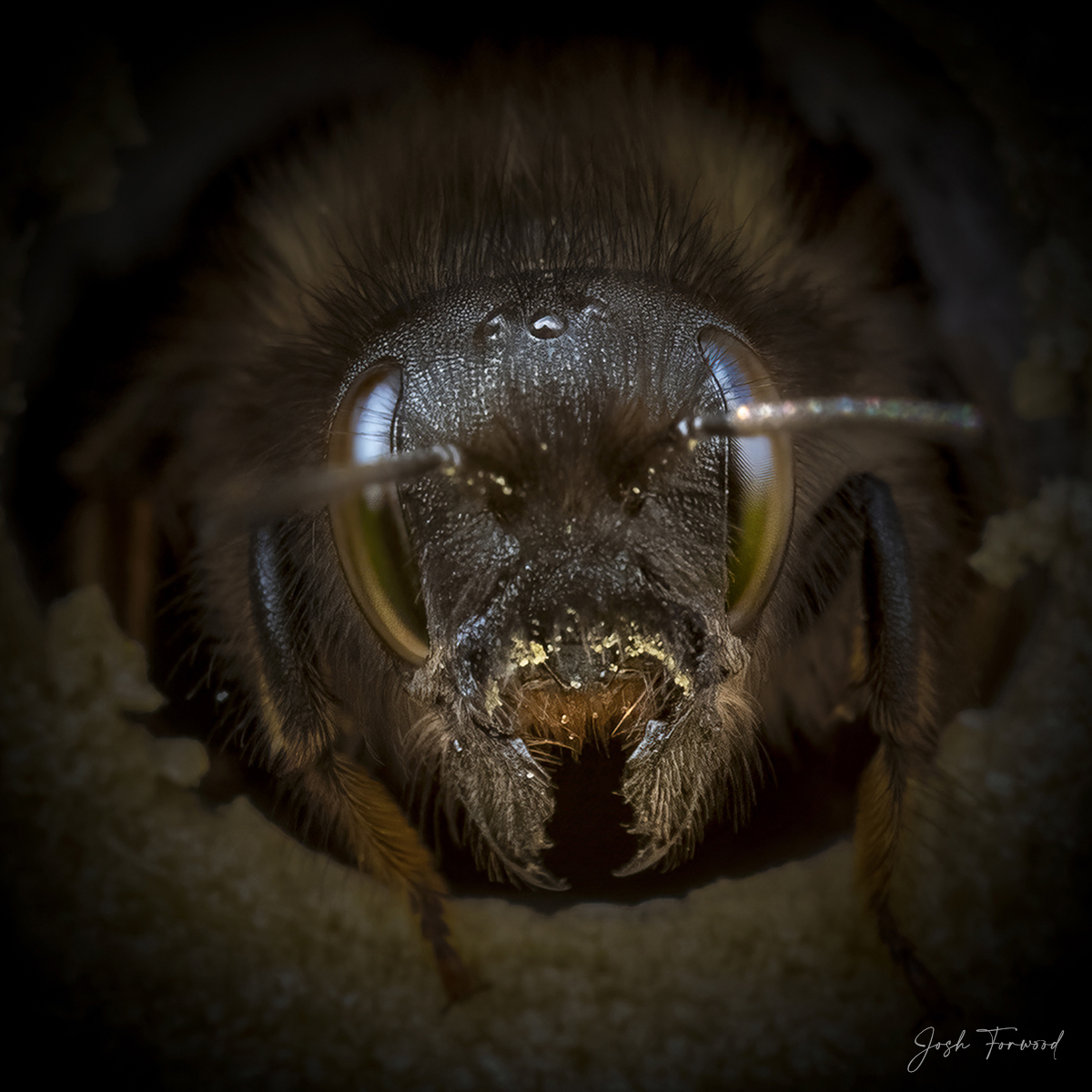Salvem as abelhinhas: série de fotos revela suas diferentes personalidades