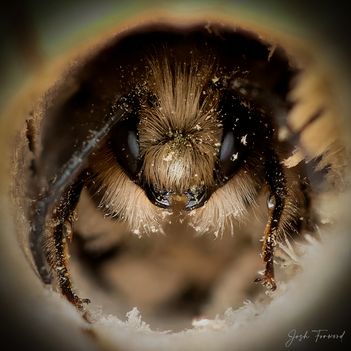 Salvem as abelhinhas: série de fotos revela suas diferentes personalidades