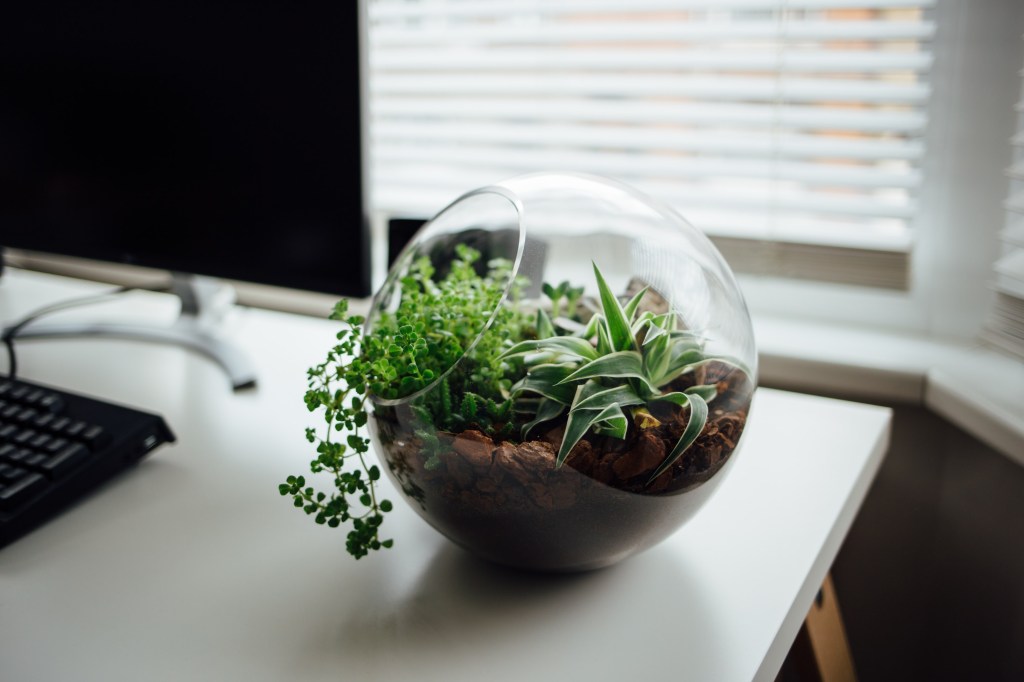 Terrário de plantas de vidro sobre mesa de escritório