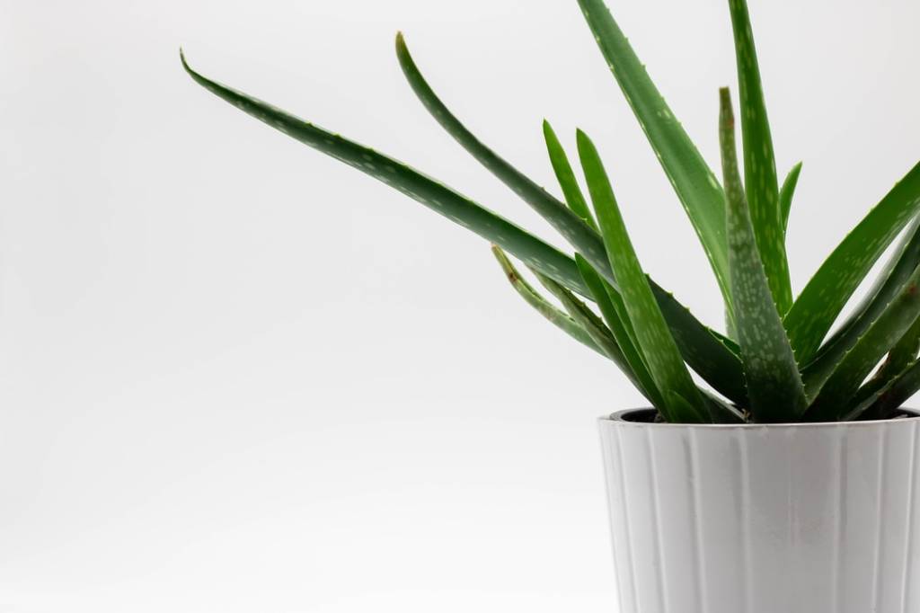 10-plantas-que-melhoram-o-bem-estar-casa.com-10-unsplash-ergita-sela-aloe-vera-babosa