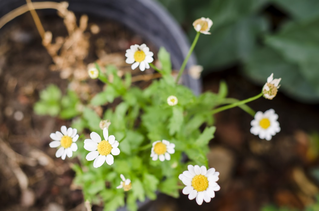 Flores fáceis de cultivar em casa: 2 espécies que não têm erro!