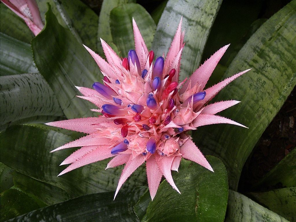 Flor de bromélia rosa