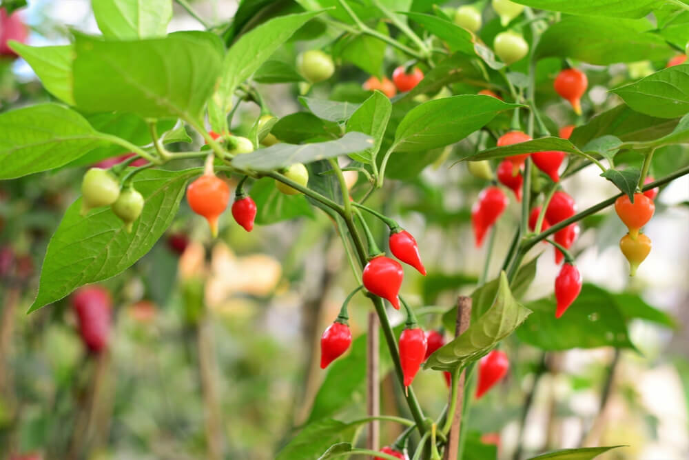 Como plantar pimenta biquinho em vasos