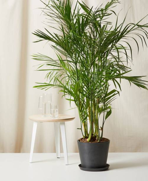 Areca-bambu