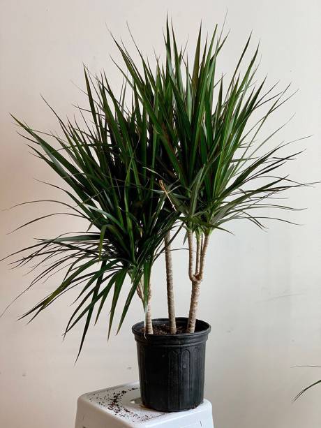 Dracena de Madagascar