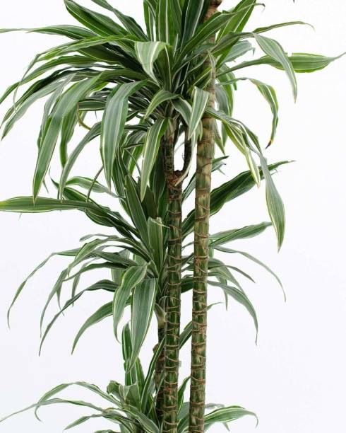 Dracaena warneckii