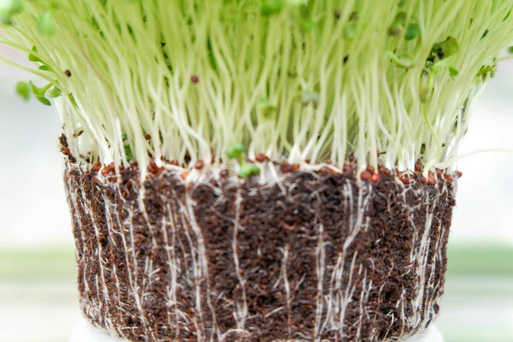 Microverdes-o-que-sao-e-como-voce-pode-cultivar-seu-microjardim-02 Microverdes: o que são e como você pode cultivar seu microjardim