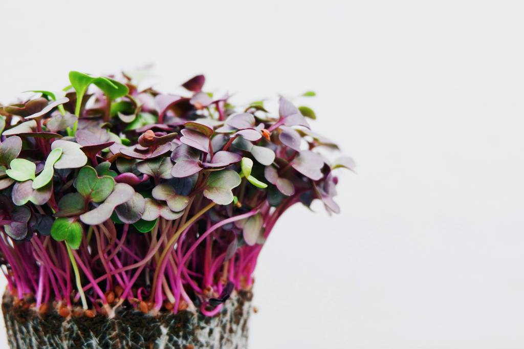 Microverdes-o-que-sao-e-como-voce-pode-cultivar-seu-microjardim-03 Microverdes: o que são e como você pode cultivar seu microjardim
