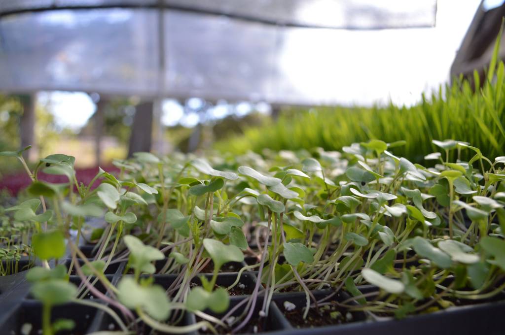 Microverdes-o-que-sao-e-como-voce-pode-cultivar-seu-microjardim-04 Microverdes: o que são e como você pode cultivar seu microjardim
