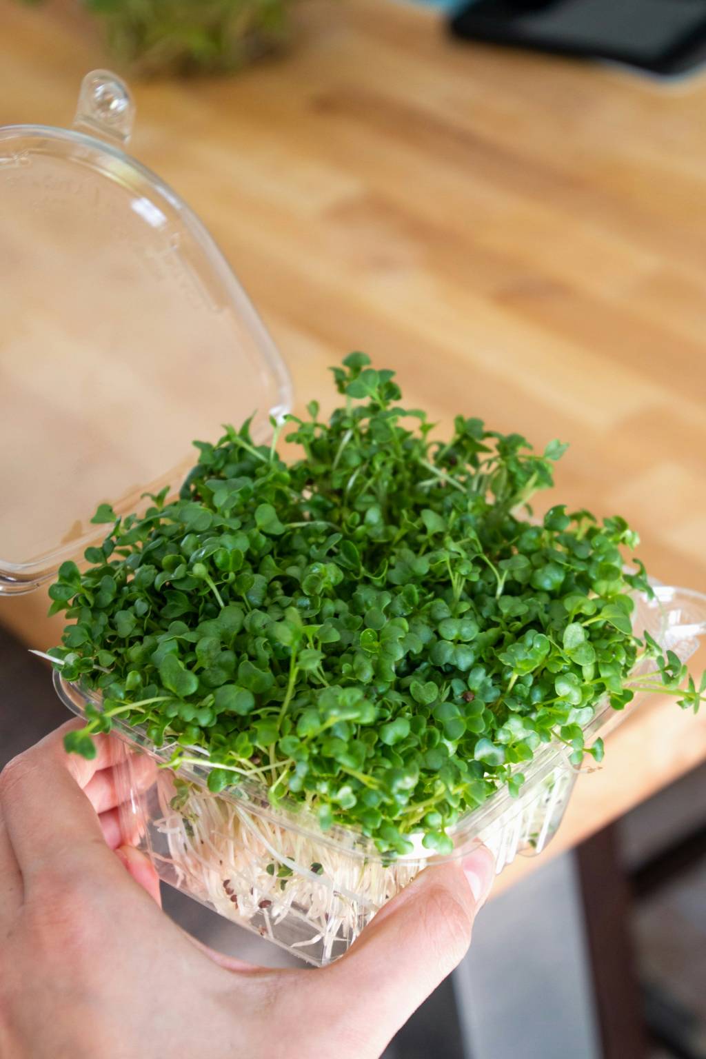 Microverdes-o-que-sao-e-como-voce-pode-cultivar-seu-microjardim-05 Microverdes: o que são e como você pode cultivar seu microjardim