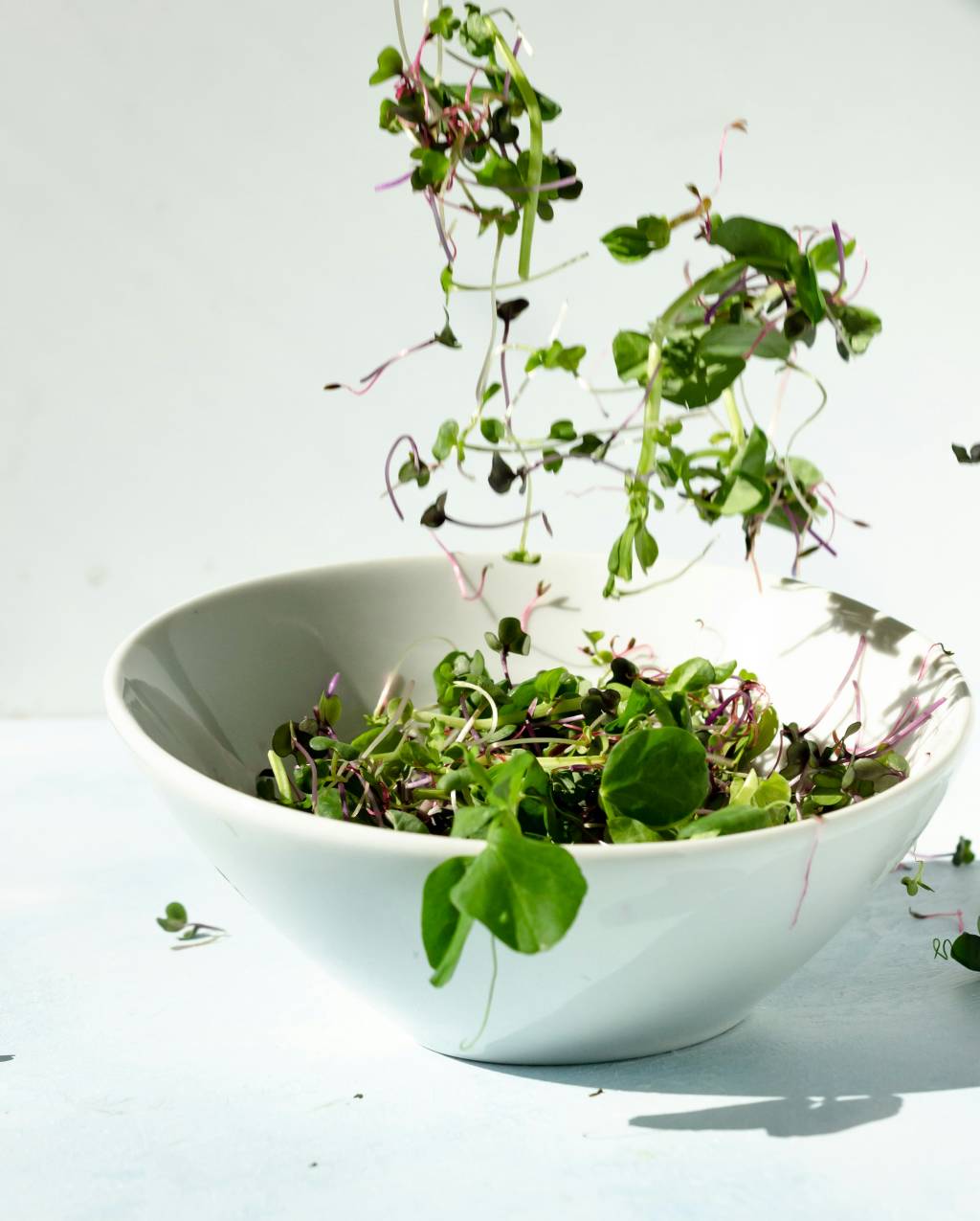 Microverdes-o-que-sao-e-como-voce-pode-cultivar-seu-microjardim-06 Microverdes: o que são e como você pode cultivar seu microjardim