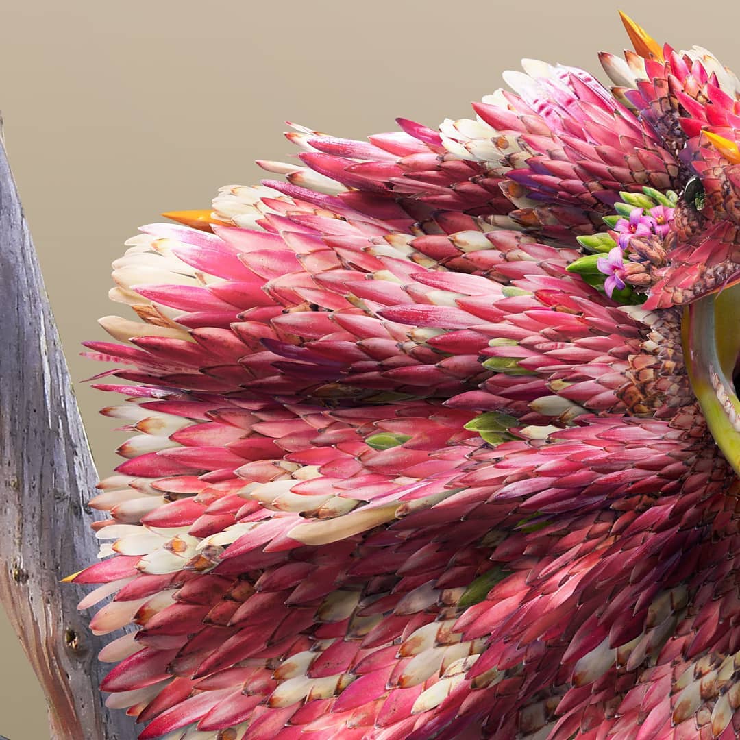 Os animais nestas fotos são na verdade pétalas de flores!