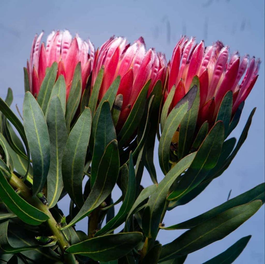animais-fotografias-realistas-petalas-de-flores-mymodernmet-05
