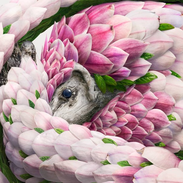 Os animais nestas fotos são na verdade pétalas de flores!