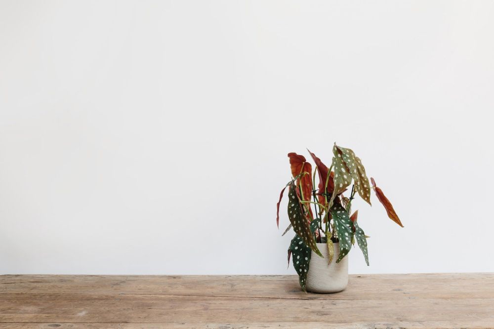 begonia-maculata-casa.com-pinterest-4 vaso com begonia maculata