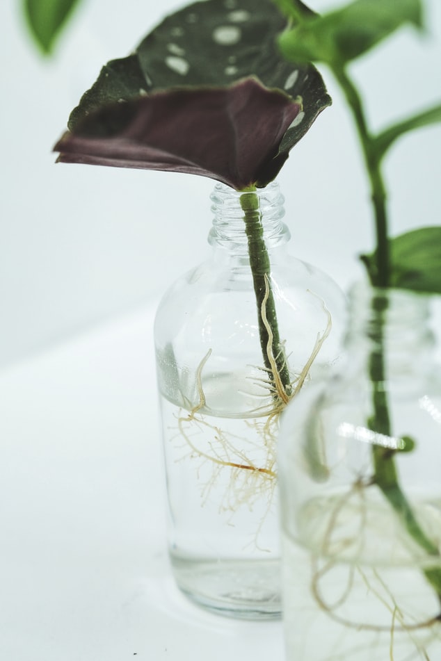 begonia-maculata-casa.com-unsplash-severin-candrian-2 muda de begonia maculuta em jarro com água