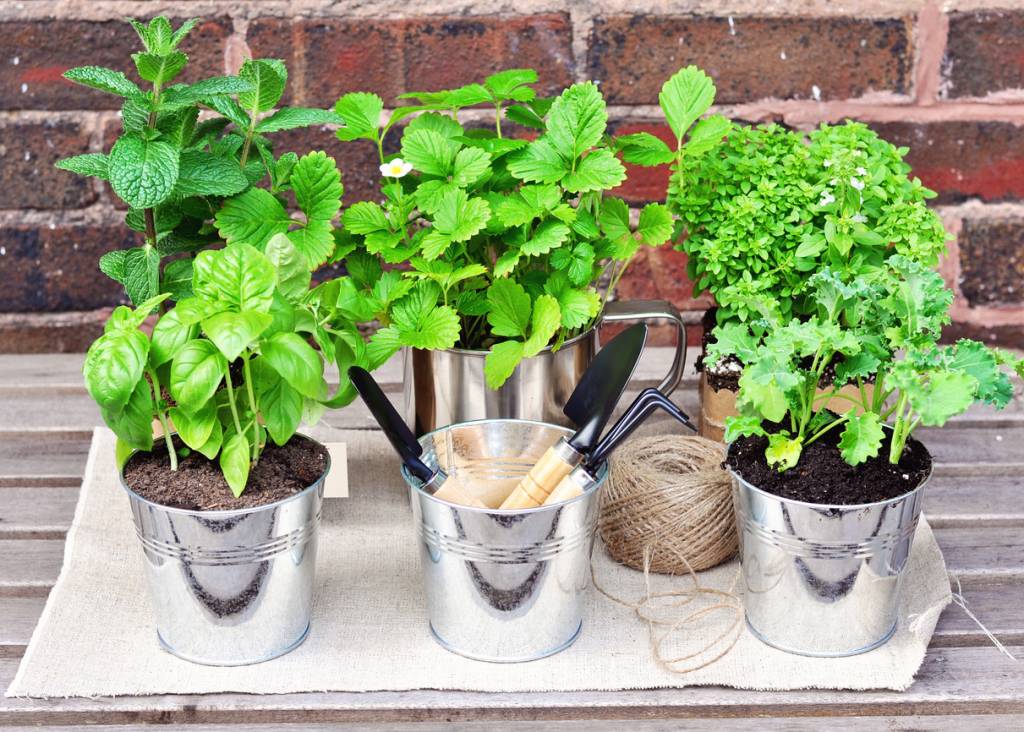 horta-medicinal-ciclo-vivo-plantas-vaso-jardim-iStock-getty