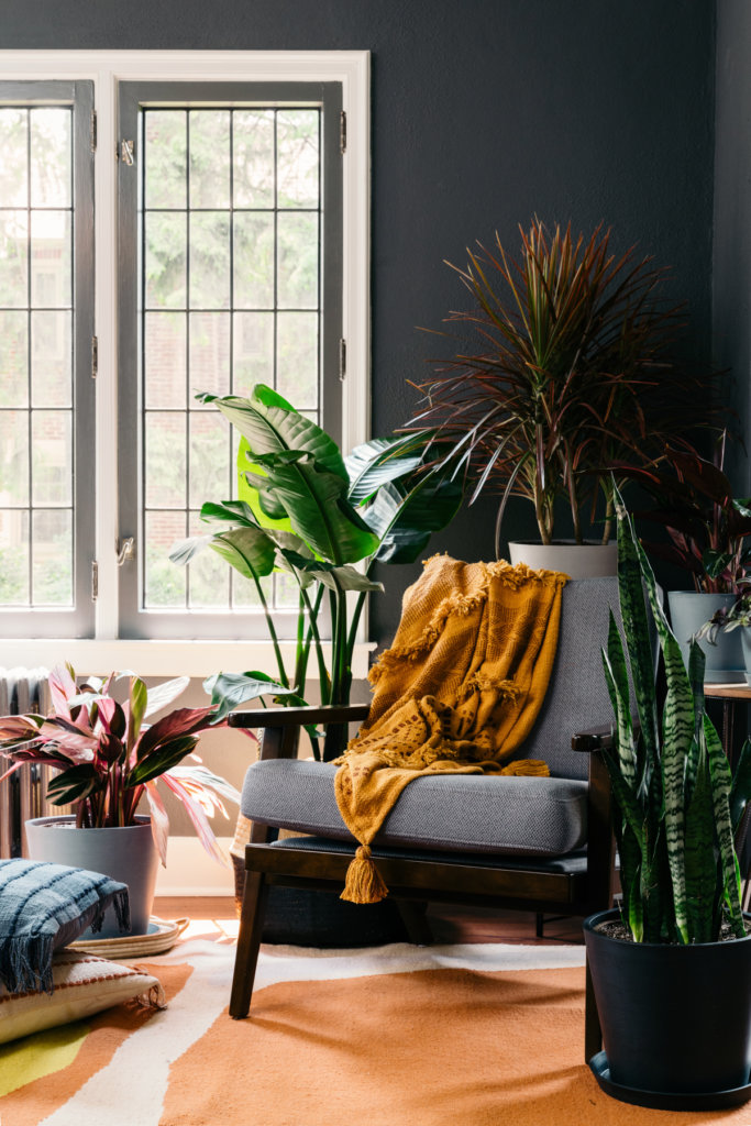 As melhores plantas para sua sala de estar