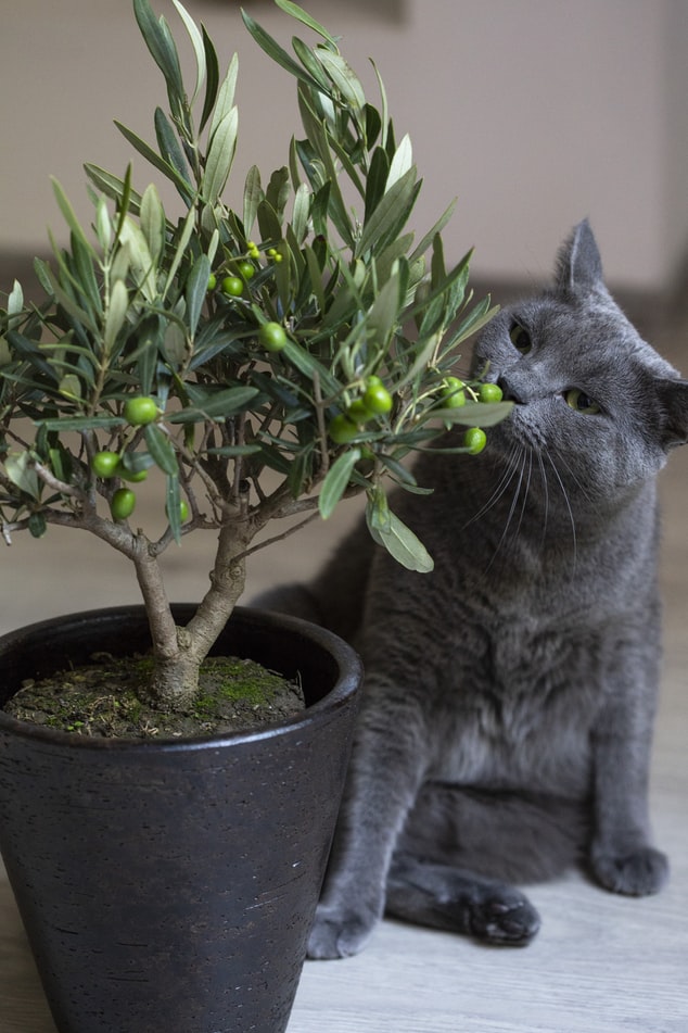 Gato cinza cheirando uma planta com frutinhos