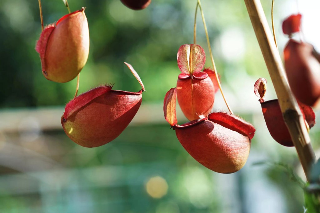 10-plantas-de-casa-incomuns-casa.com-treehugger-10-sundaymorning-getty-images