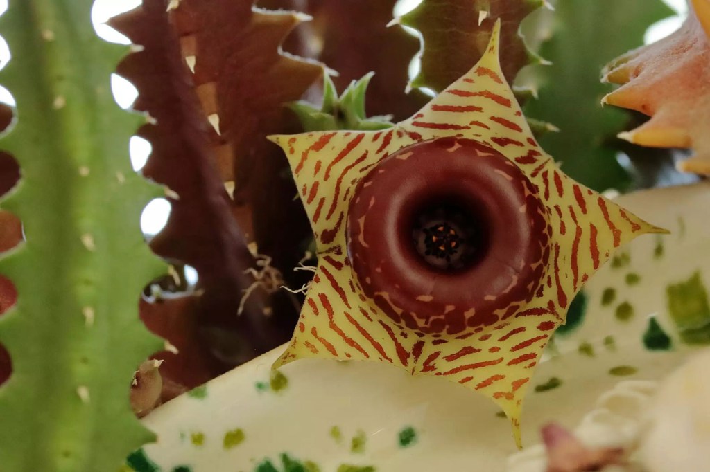 10-plantas-de-casa-incomuns-casa.com-treehugger-4-melodyannem-getty-images