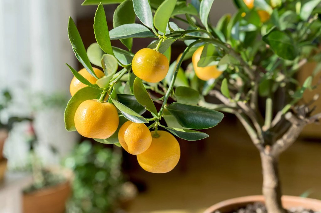 10-plantas-de-casa-incomuns-casa.com-treehugger-6-coramueller-getty-images