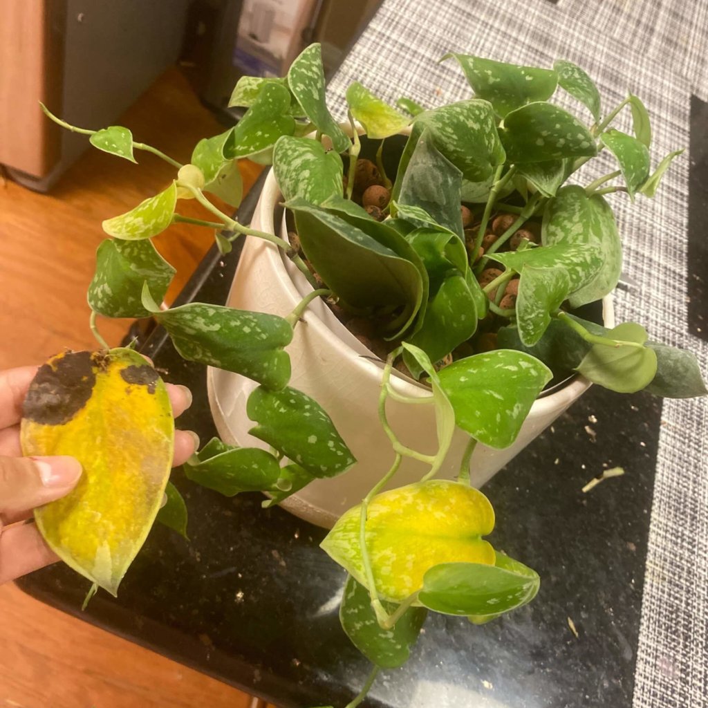 5-sinais-de-que-voce-esta-regando-demais-sua-plantinha-casa.com-2-bloomscape
