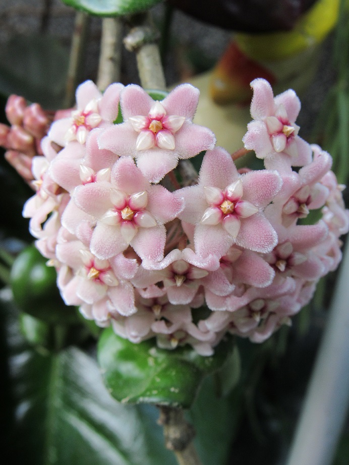 As-6-plantas-mais-caras-para-ter-em-casa-thespruce-07