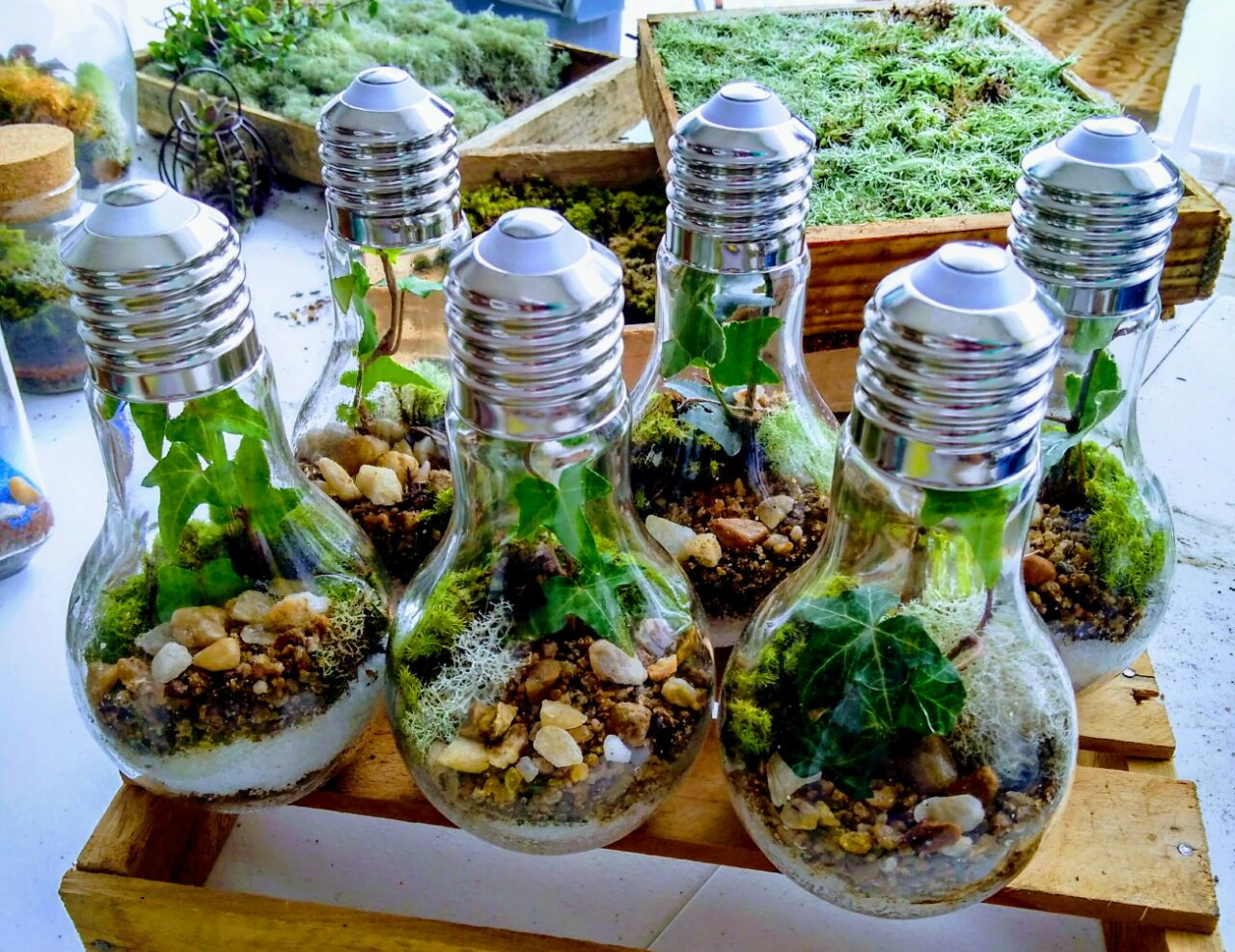 Como fazer um terrário com lâmpada