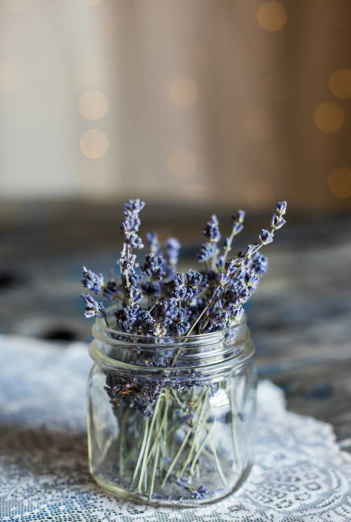 Como plantar lavanda
