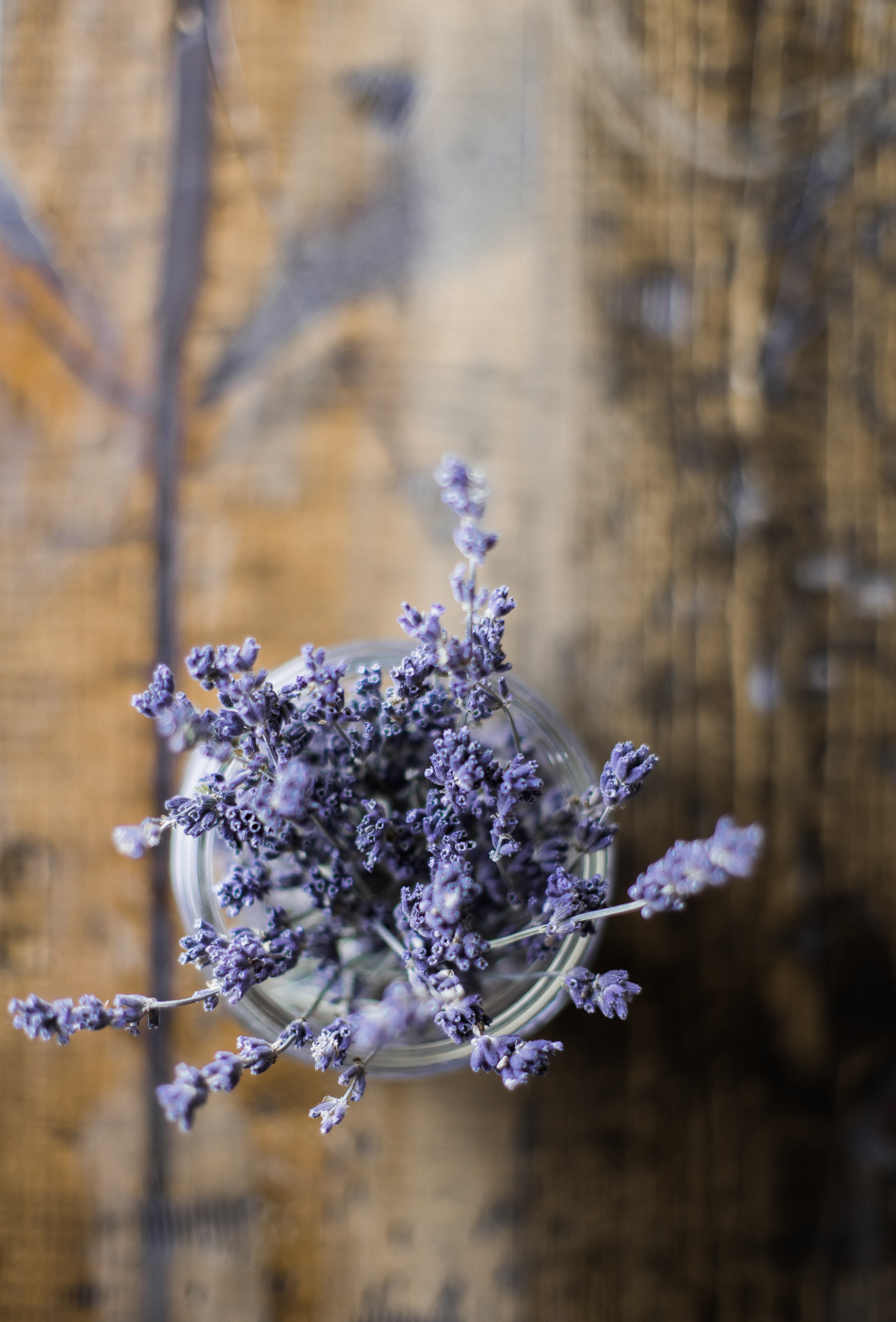 Como plantar lavanda