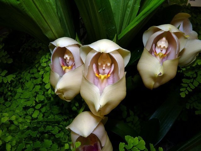 Esta-orquídea-é-como-um-bebê-em-um-berço-01 Esta-orquídea-é-como-um-bebê-em-um-berço-01