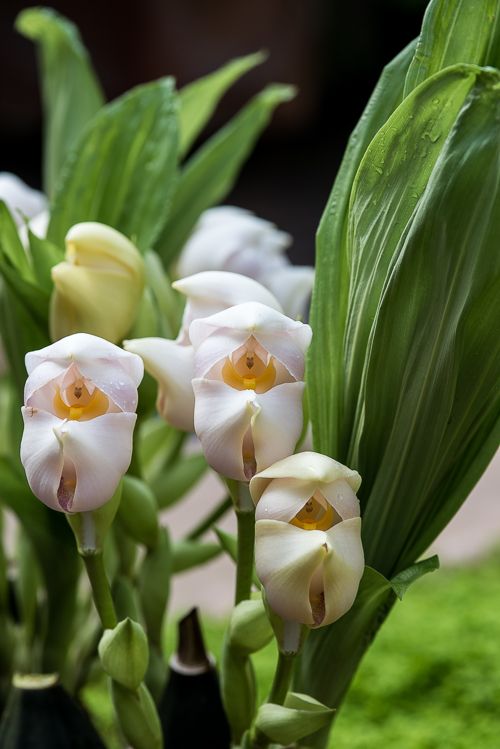 Esta orquídea é como um bebê em um berço! | CASA.COM.BR